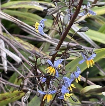 Dianella tasmanica (Tasman Flax Lily) at Brindabella National Park - 15 Oct 2023 by JaneR