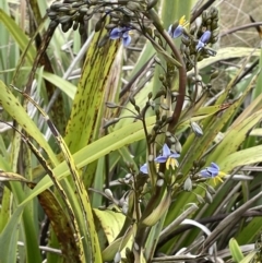 Dianella tasmanica at Brindabella, NSW - 15 Oct 2023 02:09 PM