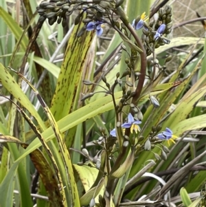 Dianella tasmanica at Brindabella, NSW - 15 Oct 2023