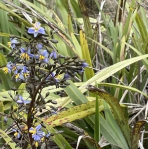 Dianella tasmanica at Brindabella, NSW - 15 Oct 2023 02:09 PM