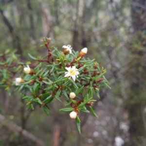 Spyridium ulicinum at Wellington Park, TAS - 1 Oct 2023