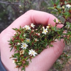 Spyridium ulicinum at Wellington Park, TAS - 1 Oct 2023