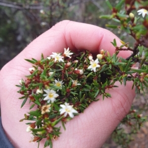 Spyridium ulicinum at Wellington Park, TAS - 1 Oct 2023