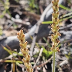 Plantago varia (Native Plaintain) at Belconnen, ACT - 12 Oct 2023 by sangio7