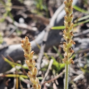 Plantago varia at Belconnen, ACT - 12 Oct 2023