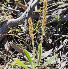 Plantago varia at Belconnen, ACT - 12 Oct 2023