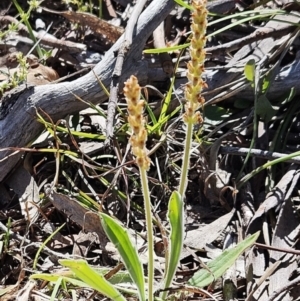 Plantago varia at Belconnen, ACT - 12 Oct 2023