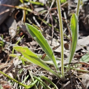 Plantago varia at Belconnen, ACT - 12 Oct 2023