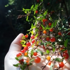 Coprosma quadrifida (Prickly Currant Bush, Native Currant) at South Hobart, TAS - 24 Mar 2022 by Detritivore