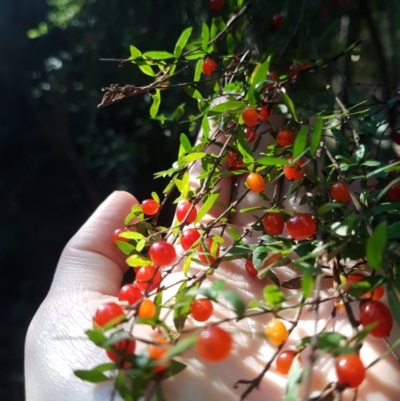 Coprosma quadrifida (Prickly Currant Bush, Native Currant) at South Hobart, TAS - 24 Mar 2022 by Detritivore