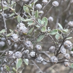 Leptospermum myrtifolium (Myrtle Teatree) at Brindabella, NSW - 15 Oct 2023 by JaneR