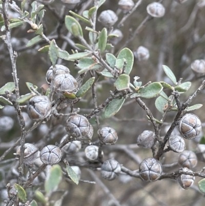 Leptospermum myrtifolium (Myrtle Teatree) at Brindabella National Park - 15 Oct 2023 by JaneR