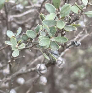 Leptospermum myrtifolium at Brindabella, NSW - 15 Oct 2023
