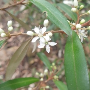 Nematolepis squamea at Fern Tree, TAS - 12 Oct 2023