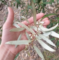 Nematolepis squamea at Fern Tree, TAS - 12 Oct 2023