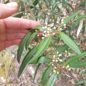 Nematolepis squamea at Fern Tree, TAS - 12 Oct 2023