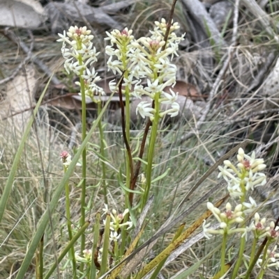 Stackhousia monogyna (Creamy Candles) at Brindabella, NSW - 15 Oct 2023 by JaneR