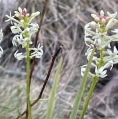 Stackhousia monogyna at Brindabella, NSW - 15 Oct 2023 02:12 PM