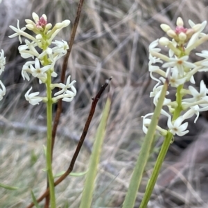 Stackhousia monogyna at Brindabella, NSW - 15 Oct 2023