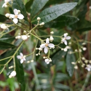 Zieria arborescens at Fern Tree, TAS - 12 Oct 2023