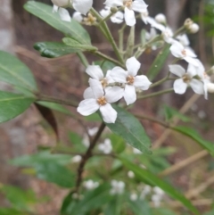 Zieria arborescens at Fern Tree, TAS - 12 Oct 2023