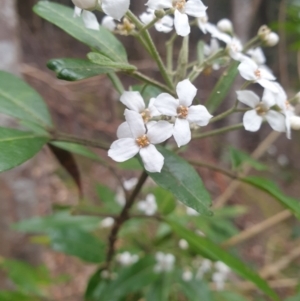 Zieria arborescens at Fern Tree, TAS - 12 Oct 2023 04:26 PM