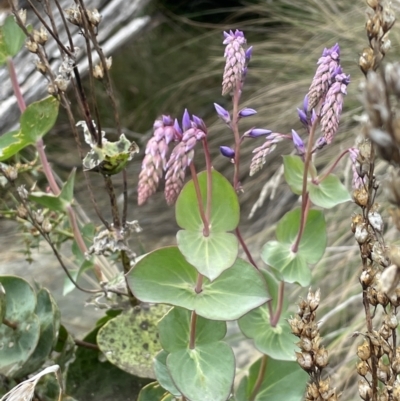 Veronica perfoliata (Digger's Speedwell) at Brindabella National Park - 15 Oct 2023 by JaneR