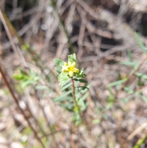 Pimelea pauciflora at Tarraleah, TAS - 8 Oct 2023