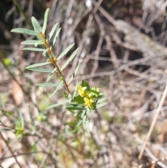 Pimelea pauciflora at Tarraleah, TAS - 8 Oct 2023