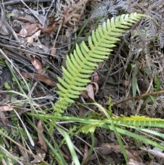 Blechnum neohollandicum (Prickly Rasp Fern) at QPRC LGA - 15 Oct 2023 by MattM