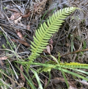 Blechnum neohollandicum at Wyanbene, NSW - 15 Oct 2023 03:39 PM