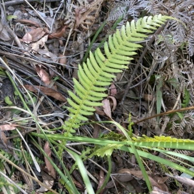 Blechnum neohollandicum (Prickly Rasp Fern) at QPRC LGA - 15 Oct 2023 by MattM