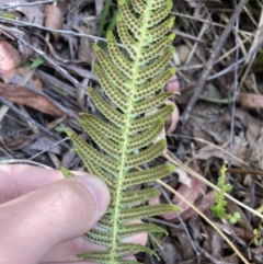 Blechnum neohollandicum at Wyanbene, NSW - 15 Oct 2023 03:39 PM