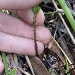 Blechnum neohollandicum at Wyanbene, NSW - 15 Oct 2023