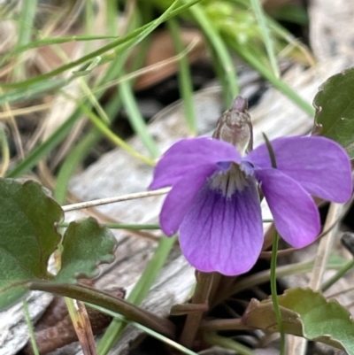 Viola betonicifolia (Mountain Violet) at Brindabella National Park - 15 Oct 2023 by JaneR