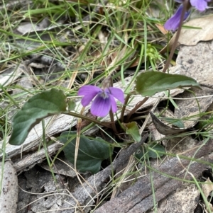 Viola betonicifolia at Uriarra, NSW - 15 Oct 2023 01:26 PM