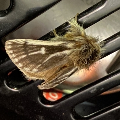 Unidentified Noctuoid moth (except Arctiinae) at Piney Range, NSW - 14 Oct 2023 by RAllen