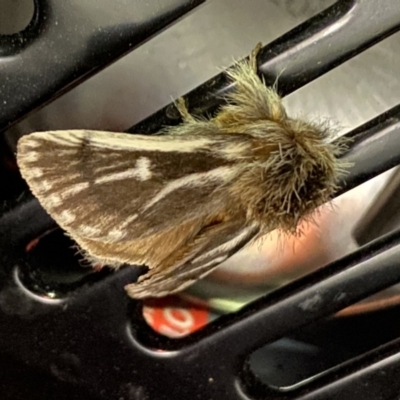 Ochrogaster lunifer (Bag-shelter moth) at Piney Range, NSW - 14 Oct 2023 by RAllen