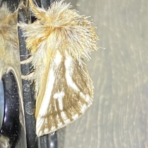 Ochrogaster lunifer at Piney Range, NSW - 14 Oct 2023 08:30 PM