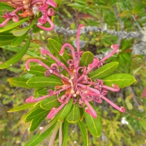 Telopea truncata at Wellington Park, TAS - 15 Mar 2023