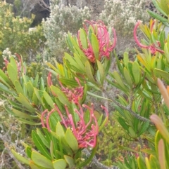 Telopea truncata at Wellington Park, TAS - 15 Mar 2023