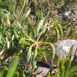 Telopea truncata at Wellington Park, TAS - 15 Mar 2023