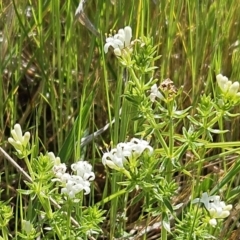 Asperula conferta (Common Woodruff) at Belconnen, ACT - 12 Oct 2023 by sangio7