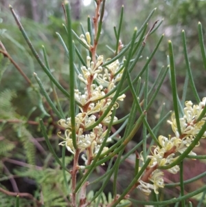 Hakea lissosperma at Wellington Park, TAS - 5 Jul 2022 01:03 PM