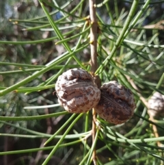 Hakea lissosperma at Wellington Park, TAS - 5 Jul 2022 01:03 PM