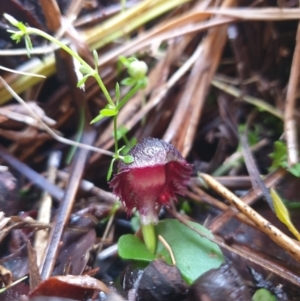 Corybas diemenicus at Crabtree, TAS - suppressed