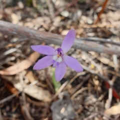 Glossodia major (Wax Lip Orchid) at Howden, TAS - 20 Sep 2023 by Detritivore