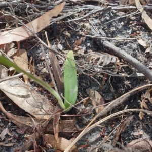 Glossodia major at Howden, TAS - suppressed