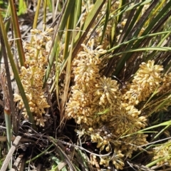 Lomandra multiflora (Many-flowered Matrush) at The Pinnacle - 12 Oct 2023 by sangio7