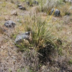 Lomandra multiflora at Belconnen, ACT - suppressed